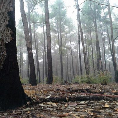 forest in ella meditation centre